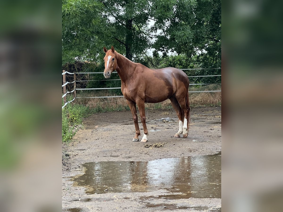 Hannoveriano Caballo castrado 8 años 165 cm Alazán in Dolle