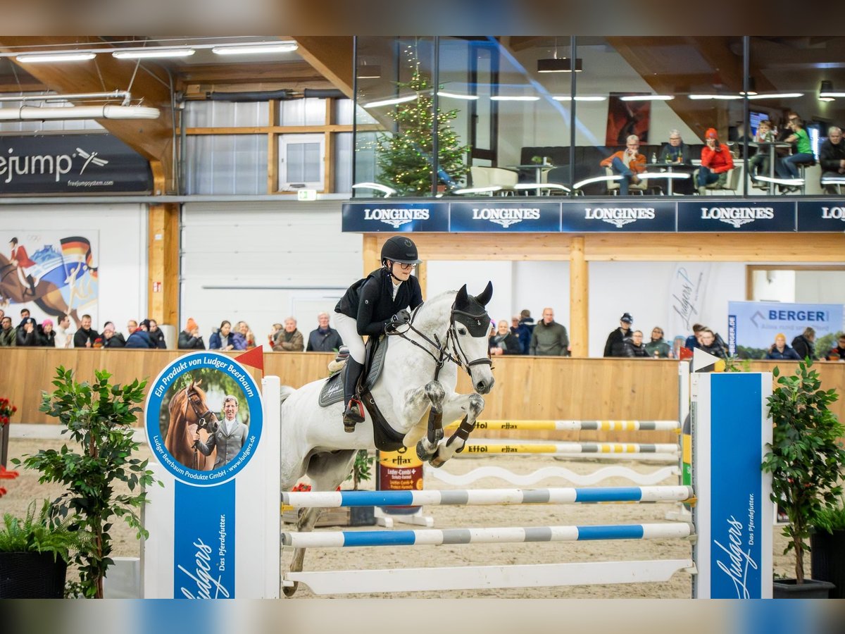 Hannoveriano Caballo castrado 8 años 165 cm Tordo in Lünen