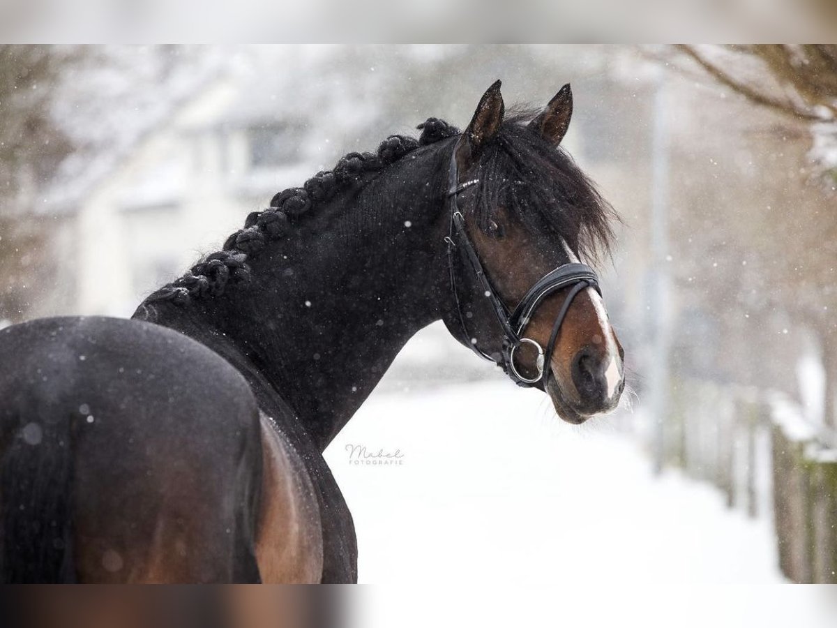 Hannoveriano Caballo castrado 8 años 167 cm Castaño oscuro in Westervoort