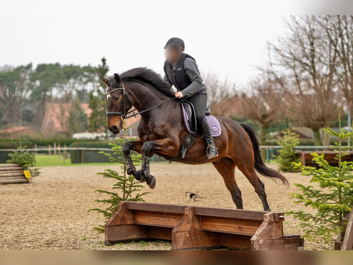 Hannoveriano Caballo castrado 8 años 168 cm Castaño oscuro in Wietmarschen