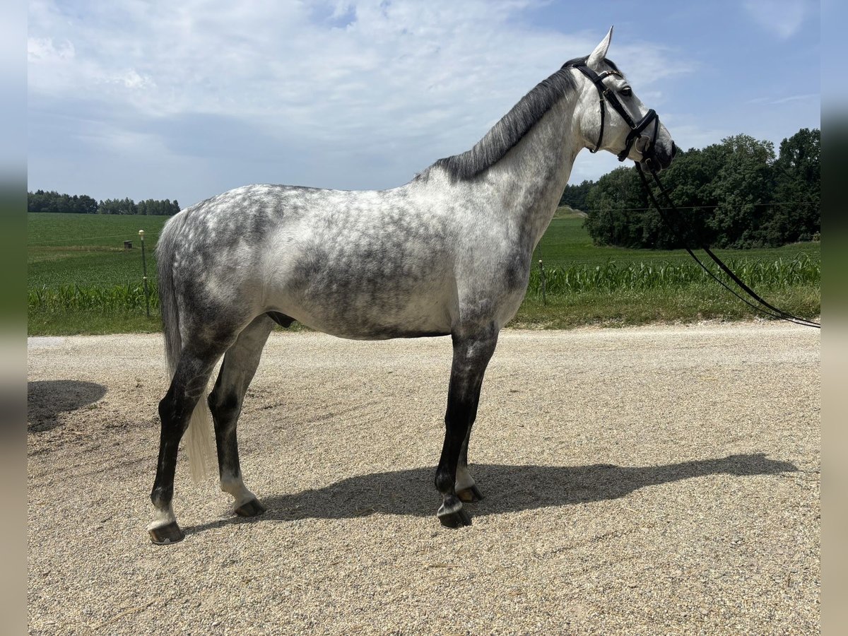Hannoveriano Caballo castrado 8 años 168 cm Tordo in Eurasburg