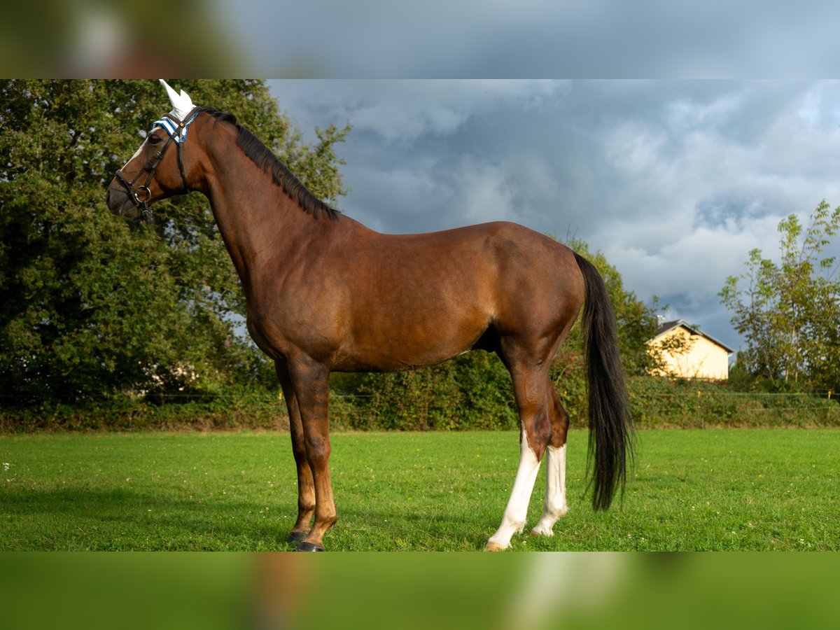 Hannoveriano Caballo castrado 8 años 170 cm Alazán-tostado in Baden-Baden