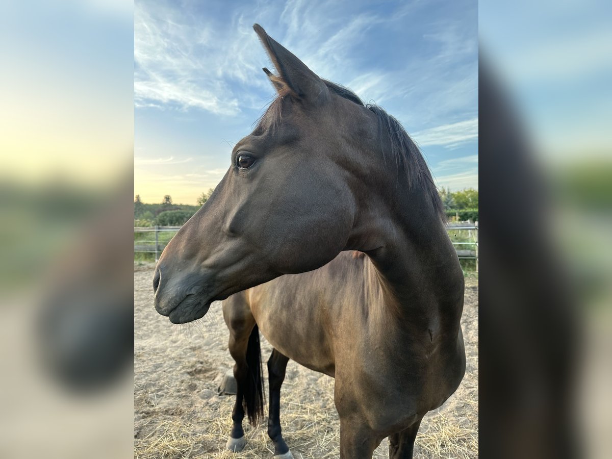 Hannoveriano Caballo castrado 8 años 170 cm Castaño in Viernheim