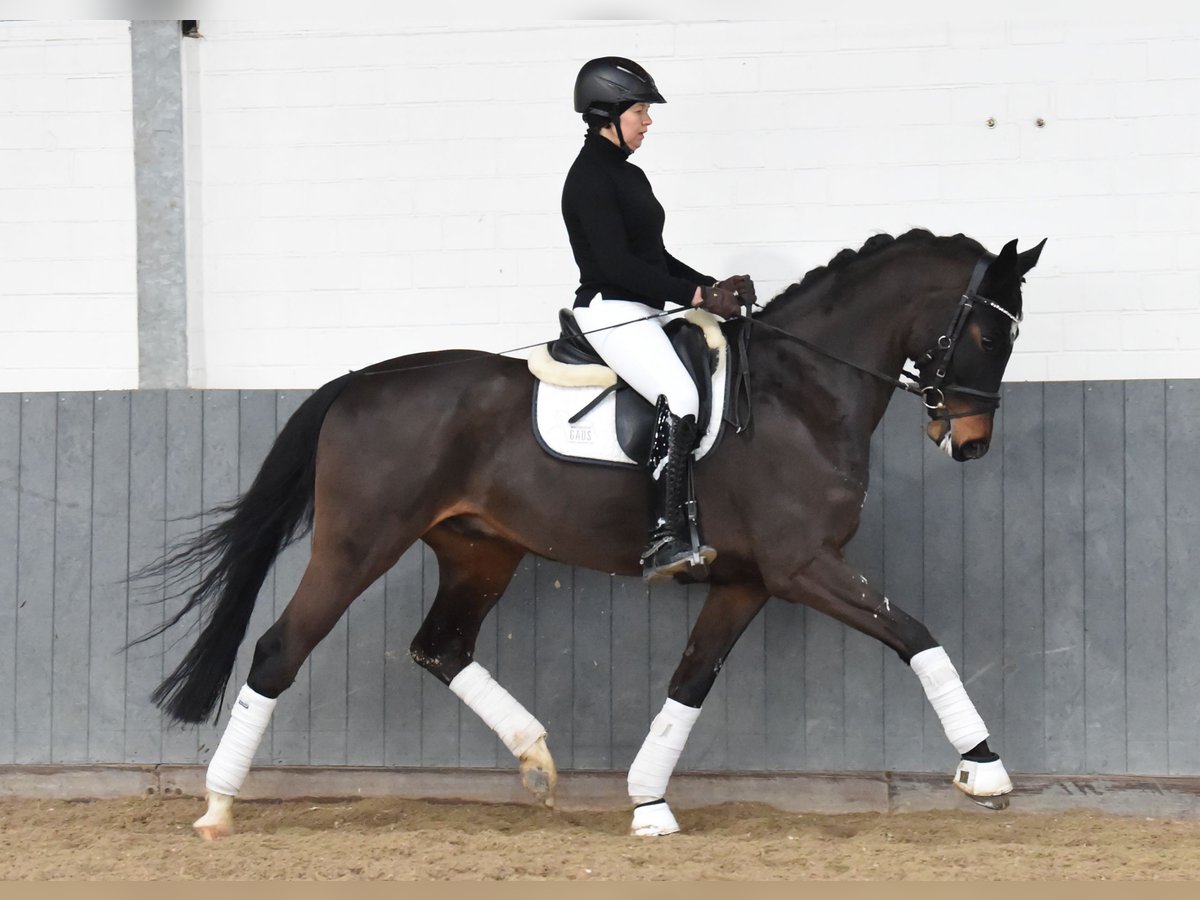 Hannoveriano Caballo castrado 8 años 170 cm Castaño oscuro in Tiddische