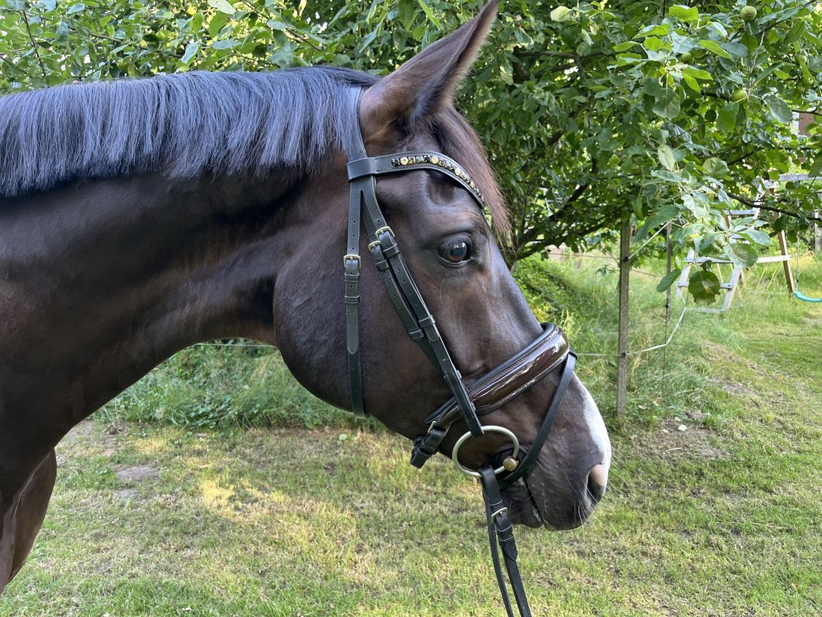 Hannoveriano Caballo castrado 8 años 170 cm Castaño oscuro in Wacken