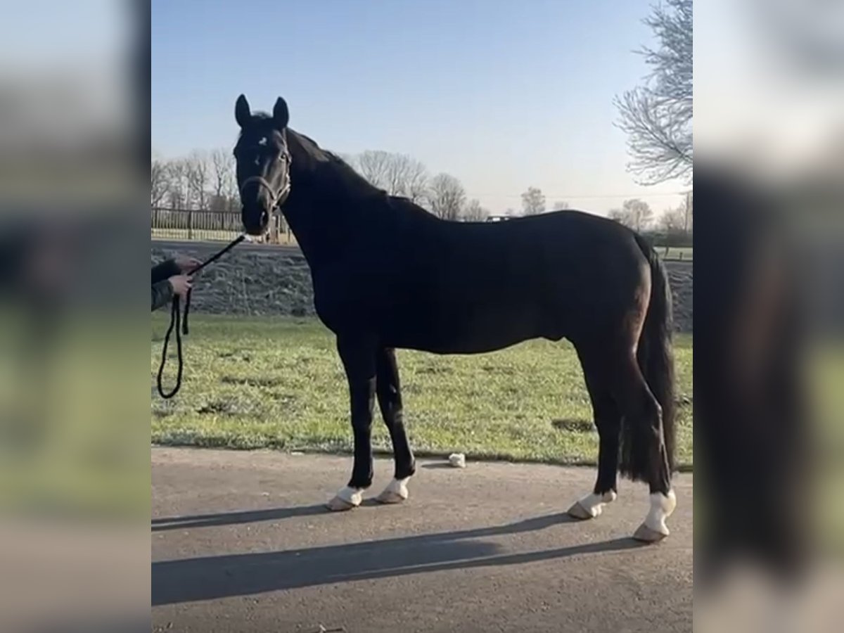 Hannoveriano Caballo castrado 8 años 170 cm Negro in Georgsmarienhütte