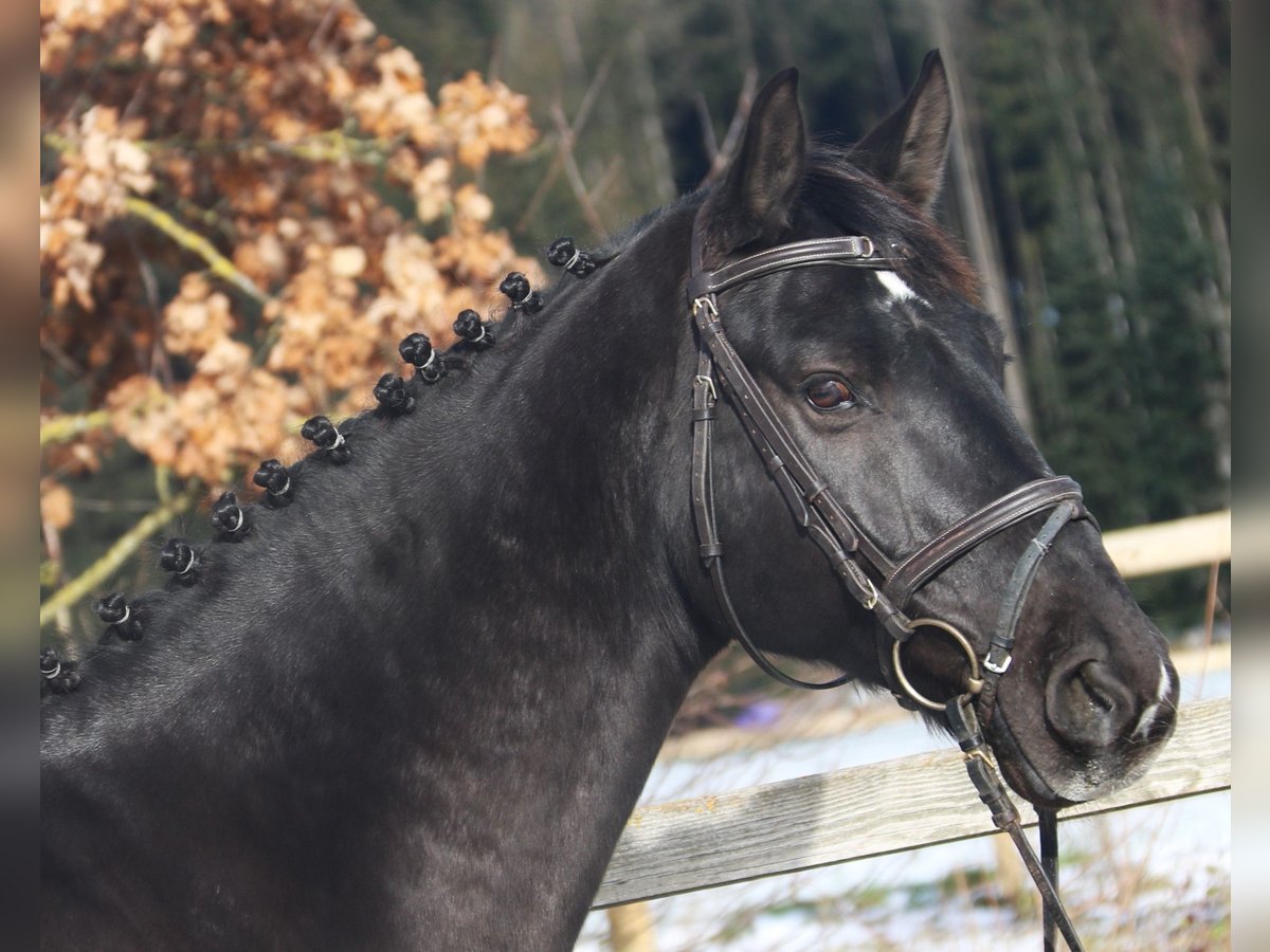 Hannoveriano Caballo castrado 8 años 170 cm Negro in Bad Dürrheim