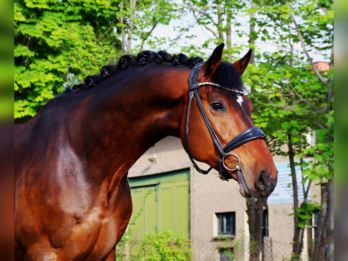 Hannoveriano Caballo castrado 8 años 171 cm Castaño oscuro in Warnow