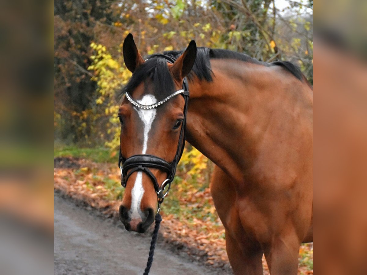 Hannoveriano Caballo castrado 8 años 172 cm Castaño in Düren