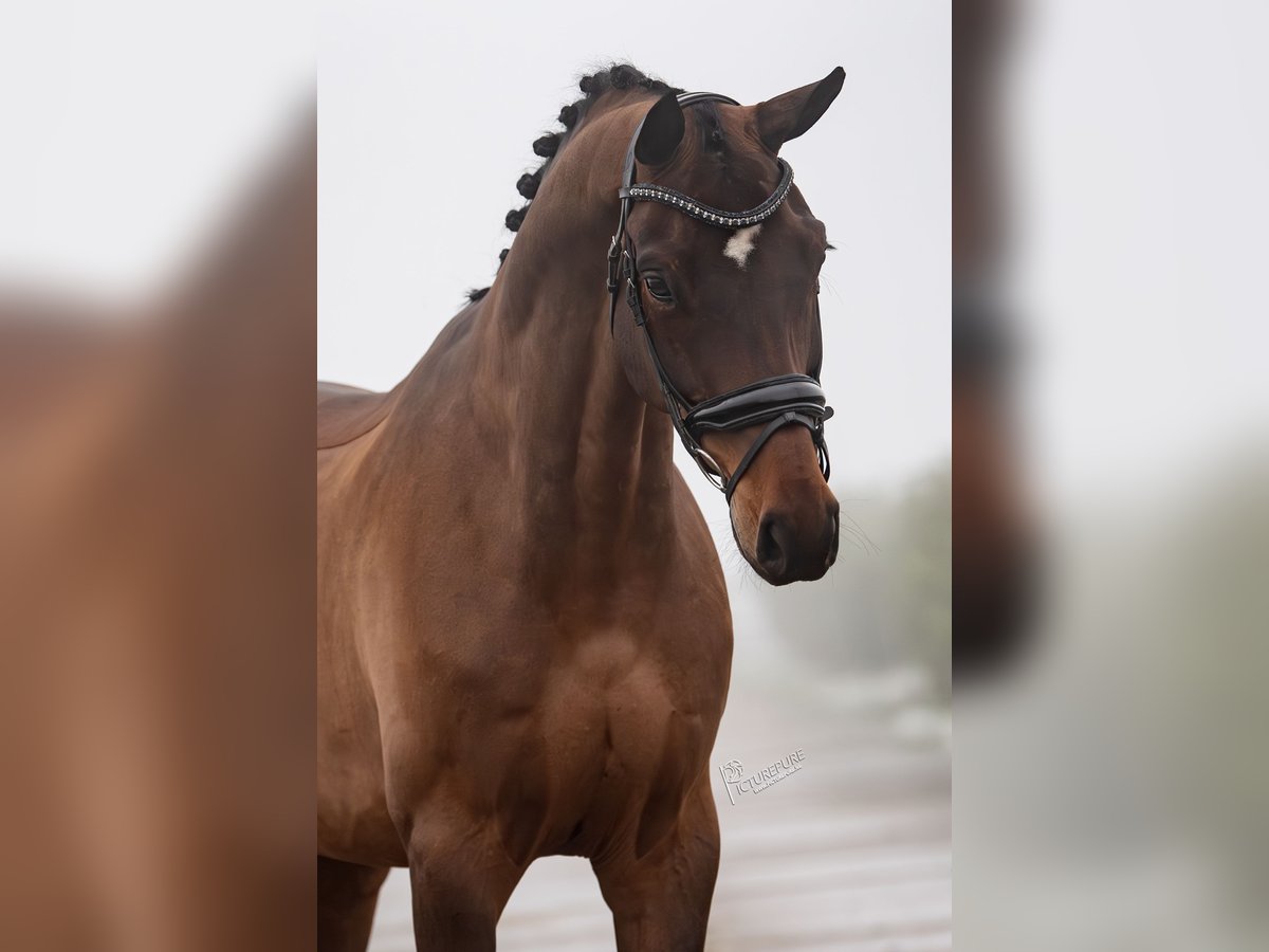 Hannoveriano Caballo castrado 8 años 172 cm Castaño oscuro in Weert