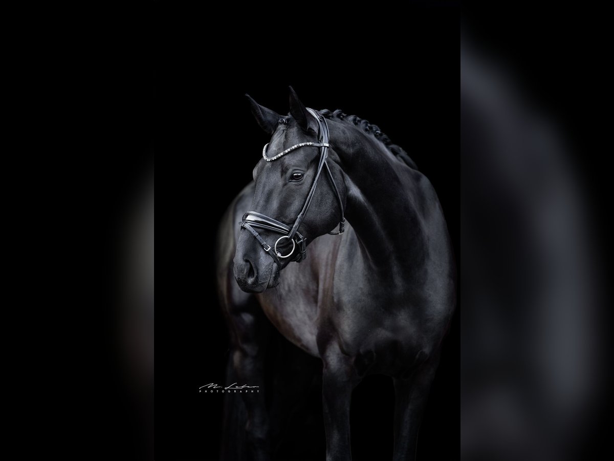 Hannoveriano Caballo castrado 8 años 174 cm Negro in Gro&#xDF;maischeid