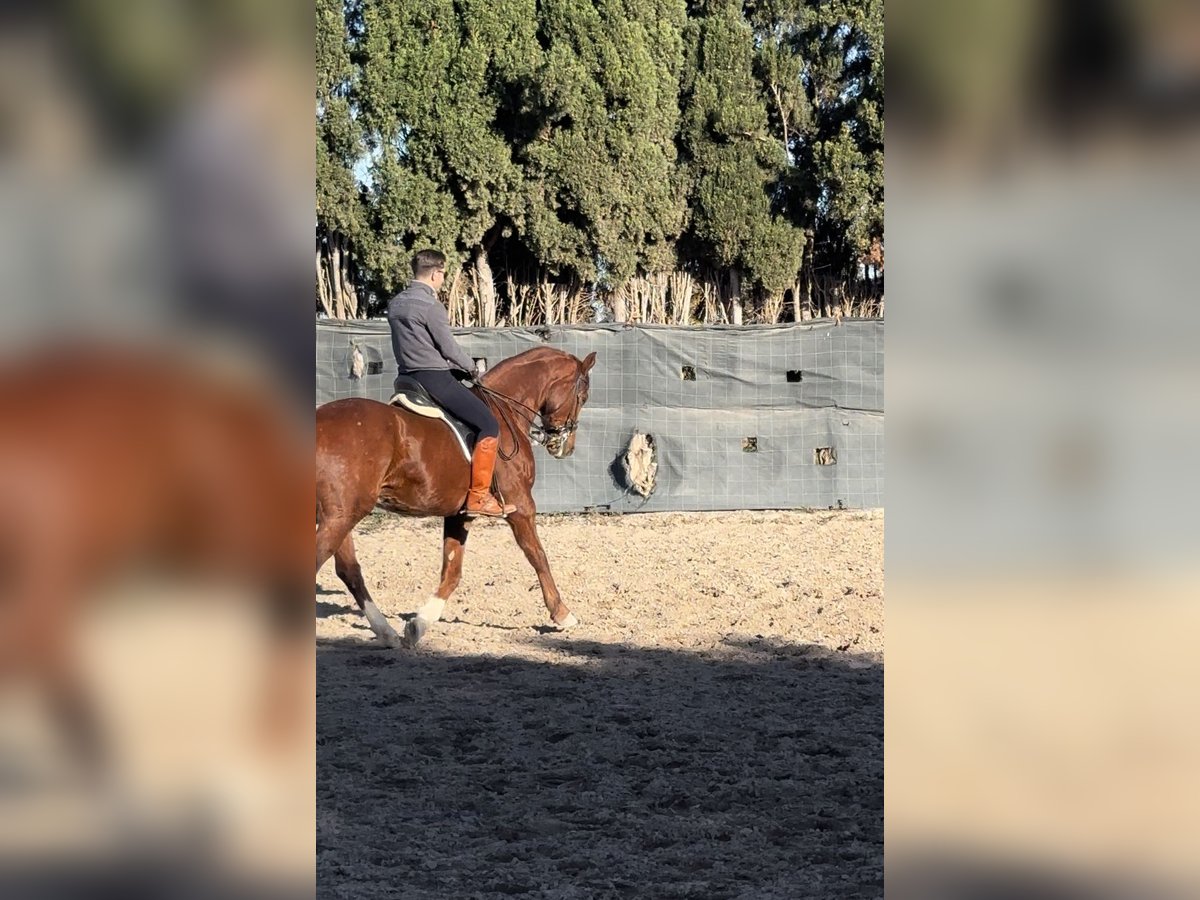 Hannoveriano Caballo castrado 8 años 175 cm Alazán in Castellon De La Plana/Castello De La Pla