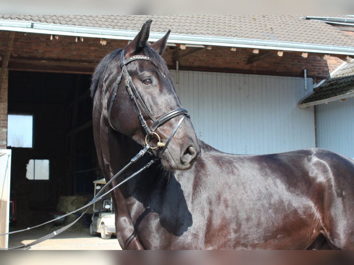 Hannoveriano Caballo castrado 8 años 177 cm Negro in D&#xFC;sseldorf