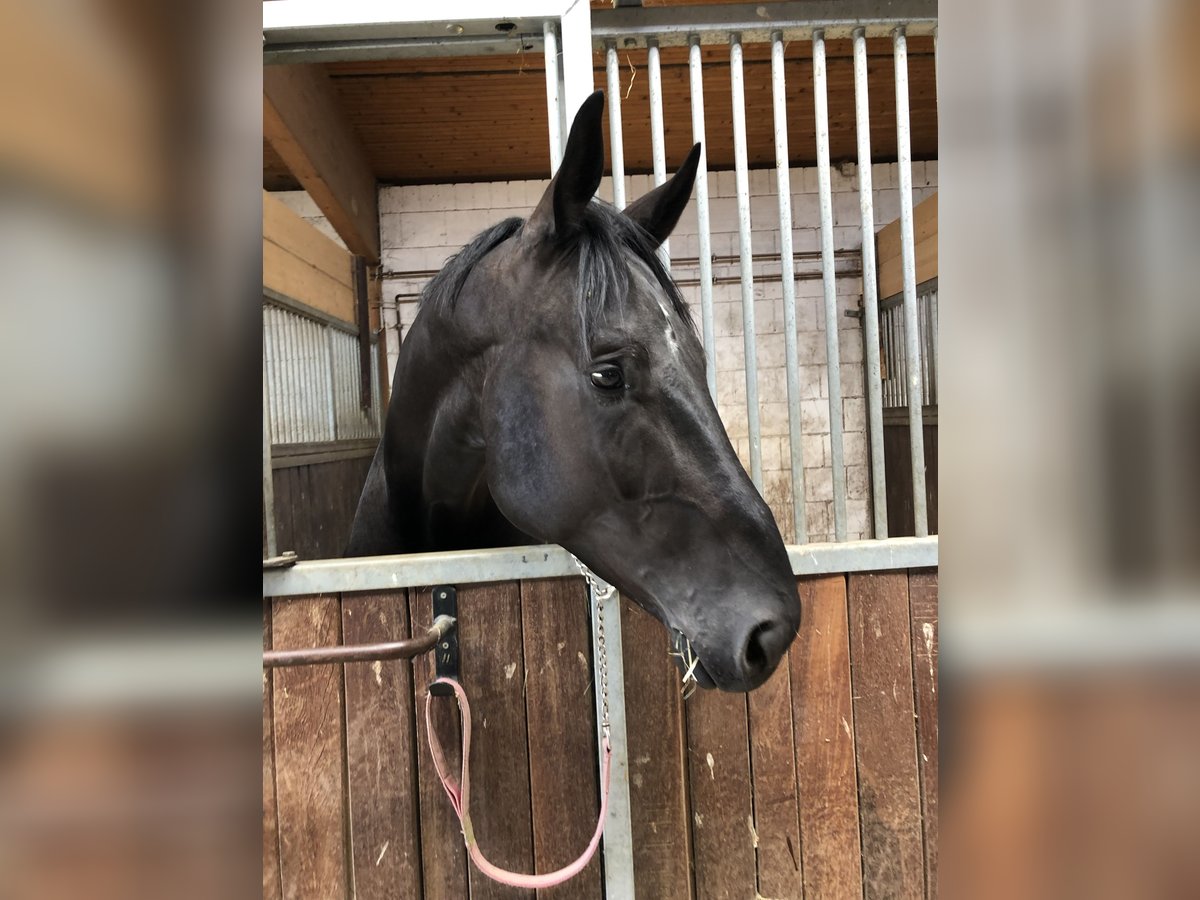 Hannoveriano Caballo castrado 8 años 182 cm Negro in Köln