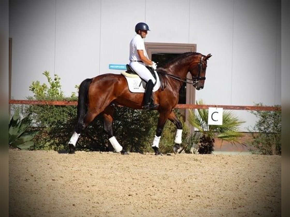 Hannoveriano Caballo castrado 8 años Castaño rojizo in Malaga