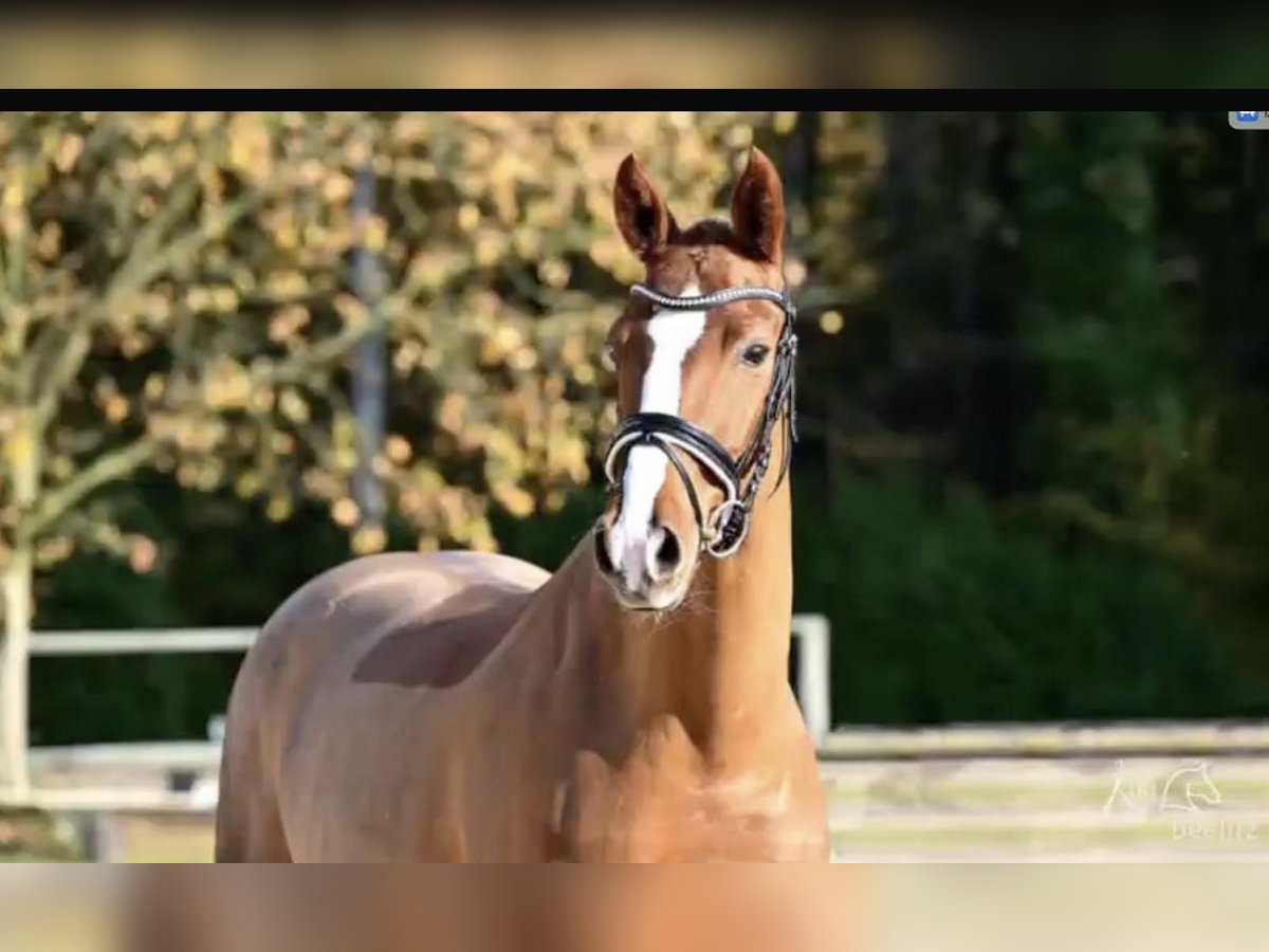 Hannoveriano Caballo castrado 9 años 166 cm Alazán in Sandbostel