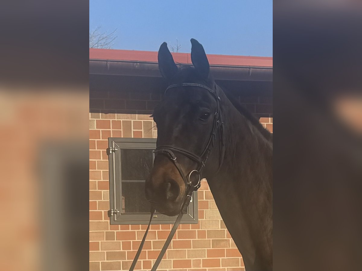 Hannoveriano Caballo castrado 9 años 168 cm Castaño oscuro in Stade