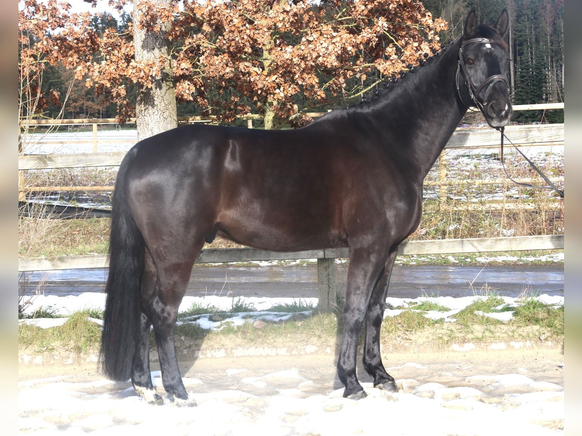 Hannoveriano Caballo castrado 9 años 168 cm Negro in Sunthausen