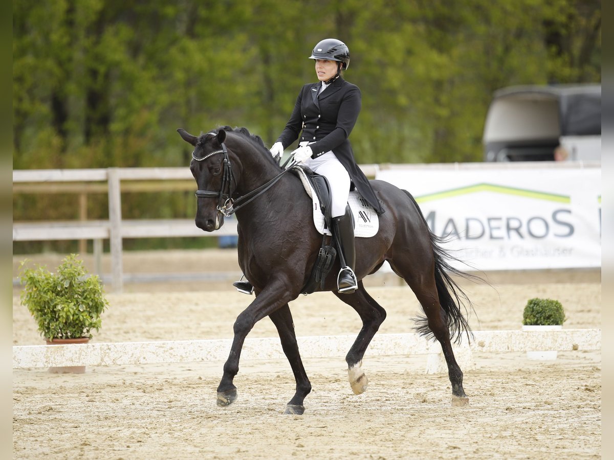 Hannoveriano Caballo castrado 9 años 169 cm Negro in Rosengarten