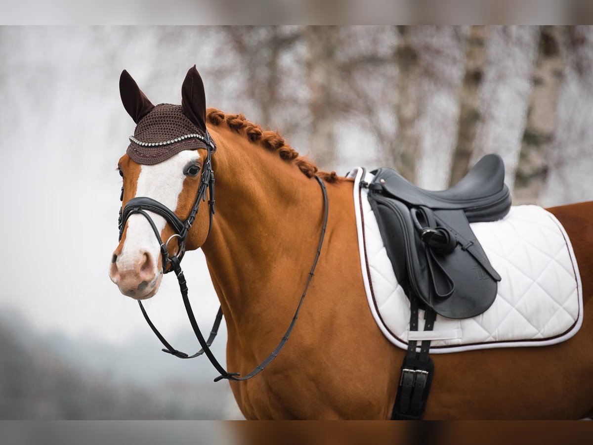 Hannoveriano Caballo castrado 9 años 170 cm Alazán in Pelmberg