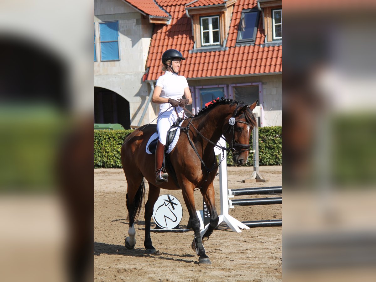 Hannoveriano Caballo castrado 9 años 170 cm Castaño in Wangels