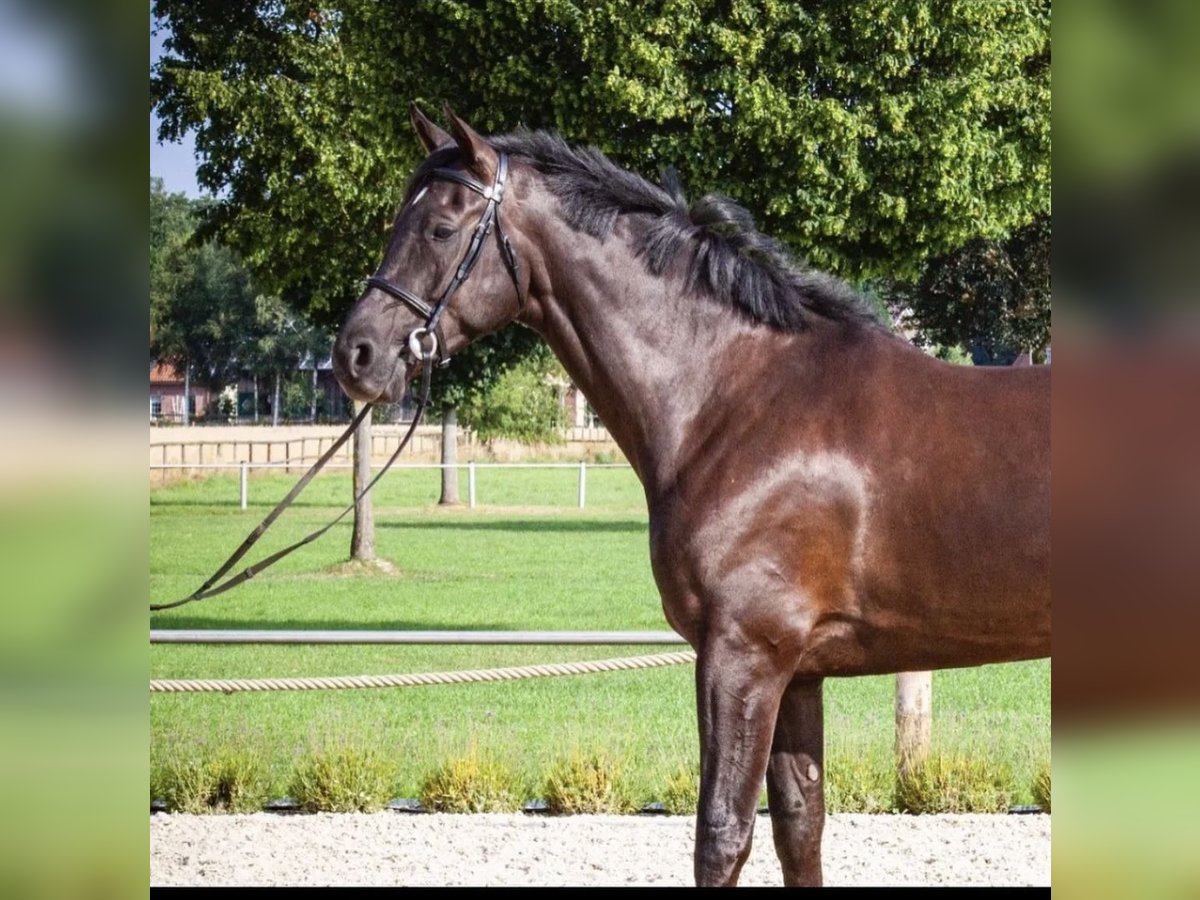 Hannoveriano Caballo castrado 9 años 170 cm Negro in Schneverdingen