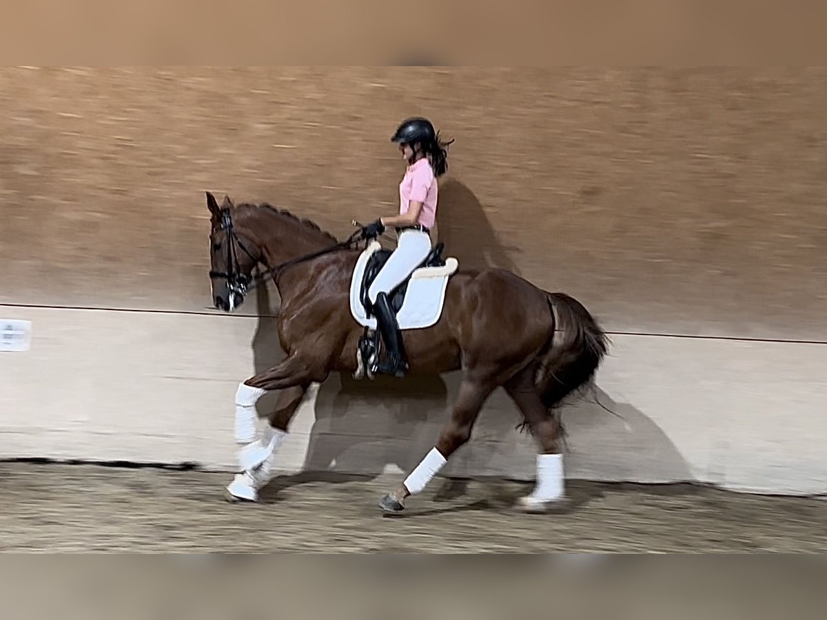 Hannoveriano Caballo castrado 9 años 172 cm Alazán in Wehringen