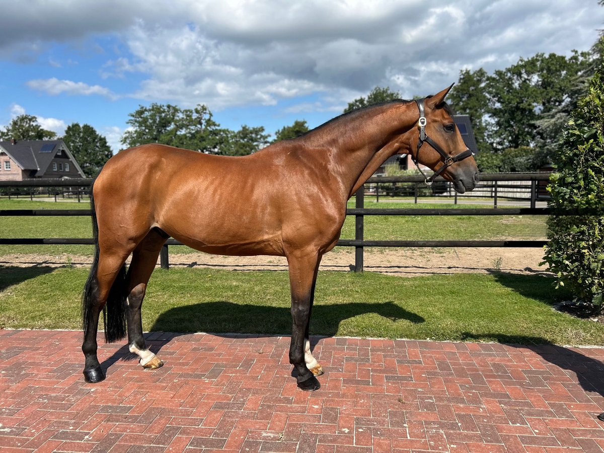 Hannoveriano Caballo castrado 9 años 172 cm Castaño in Hamburg Kirchwerder