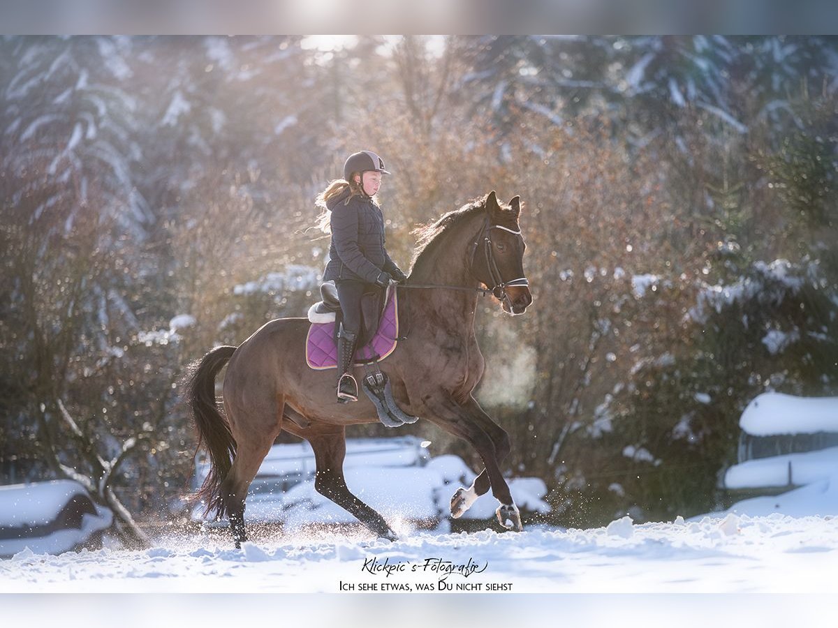 Hannoveriano Caballo castrado 9 años 172 cm Morcillo in Wilsdruff