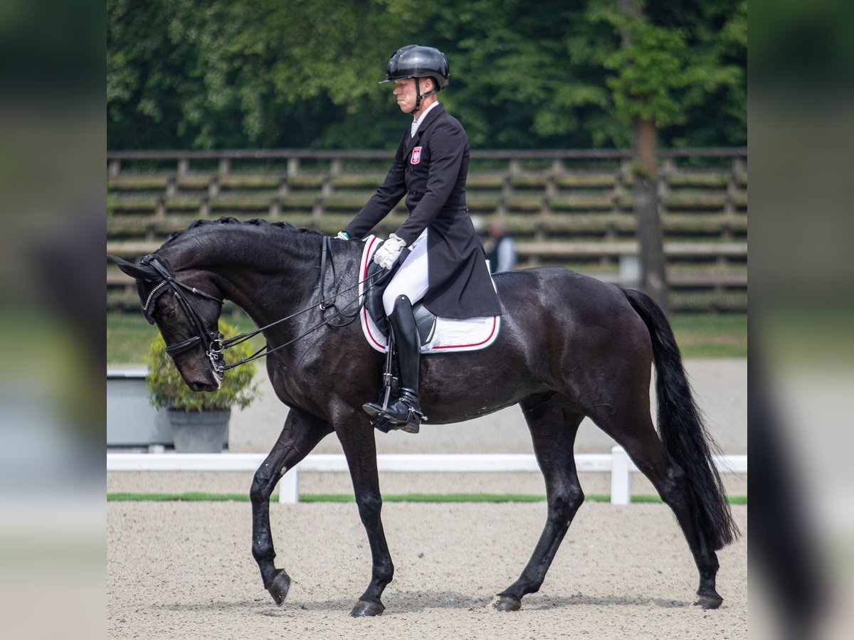 Hannoveriano Caballo castrado 9 años 172 cm Negro in Heverlee