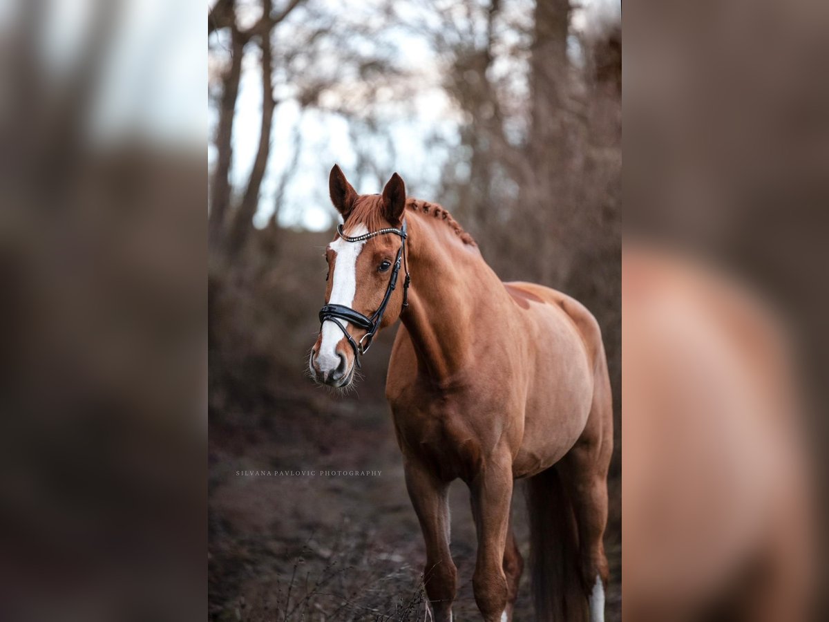 Hannoveriano Caballo castrado 9 años 174 cm Alazán in Bruchsal