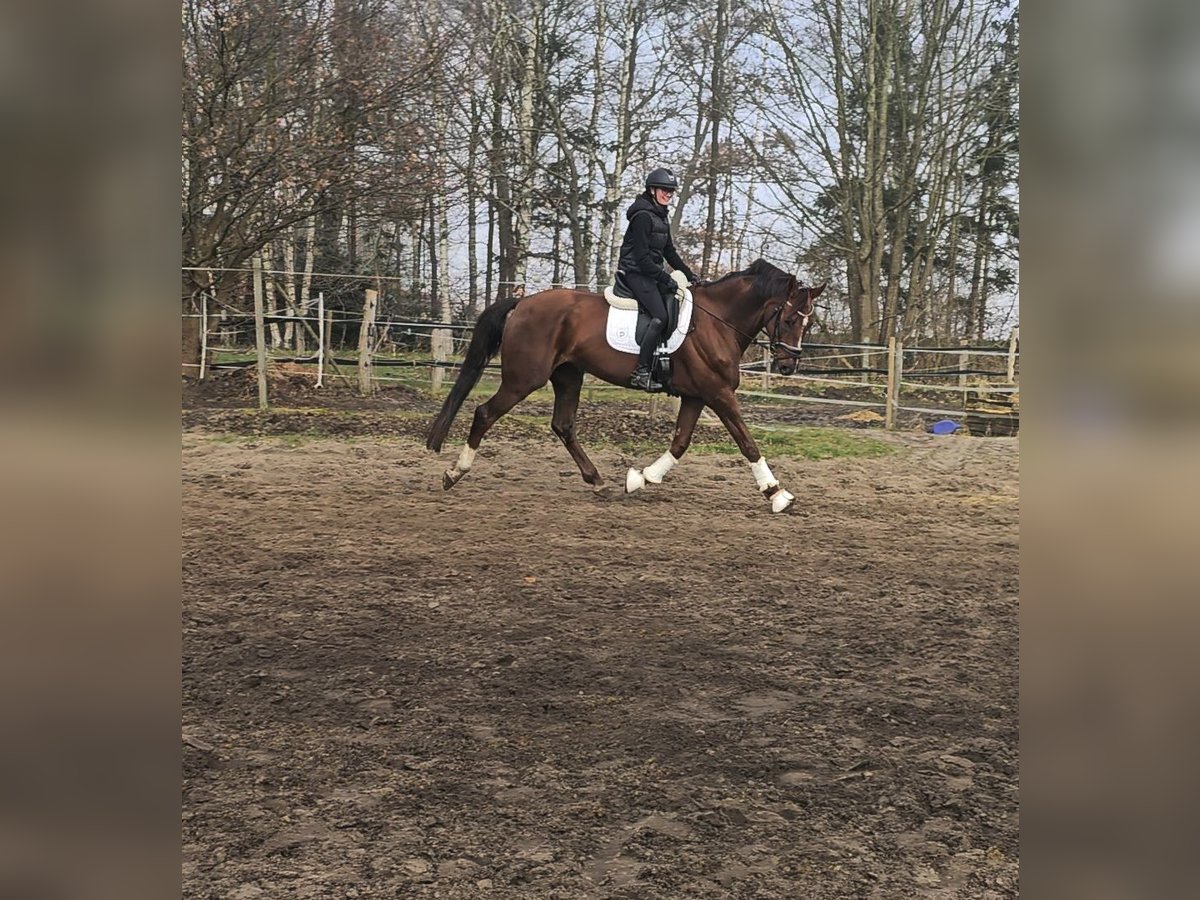 Hannoveriano Caballo castrado 9 años 174 cm Alazán-tostado in Oyten