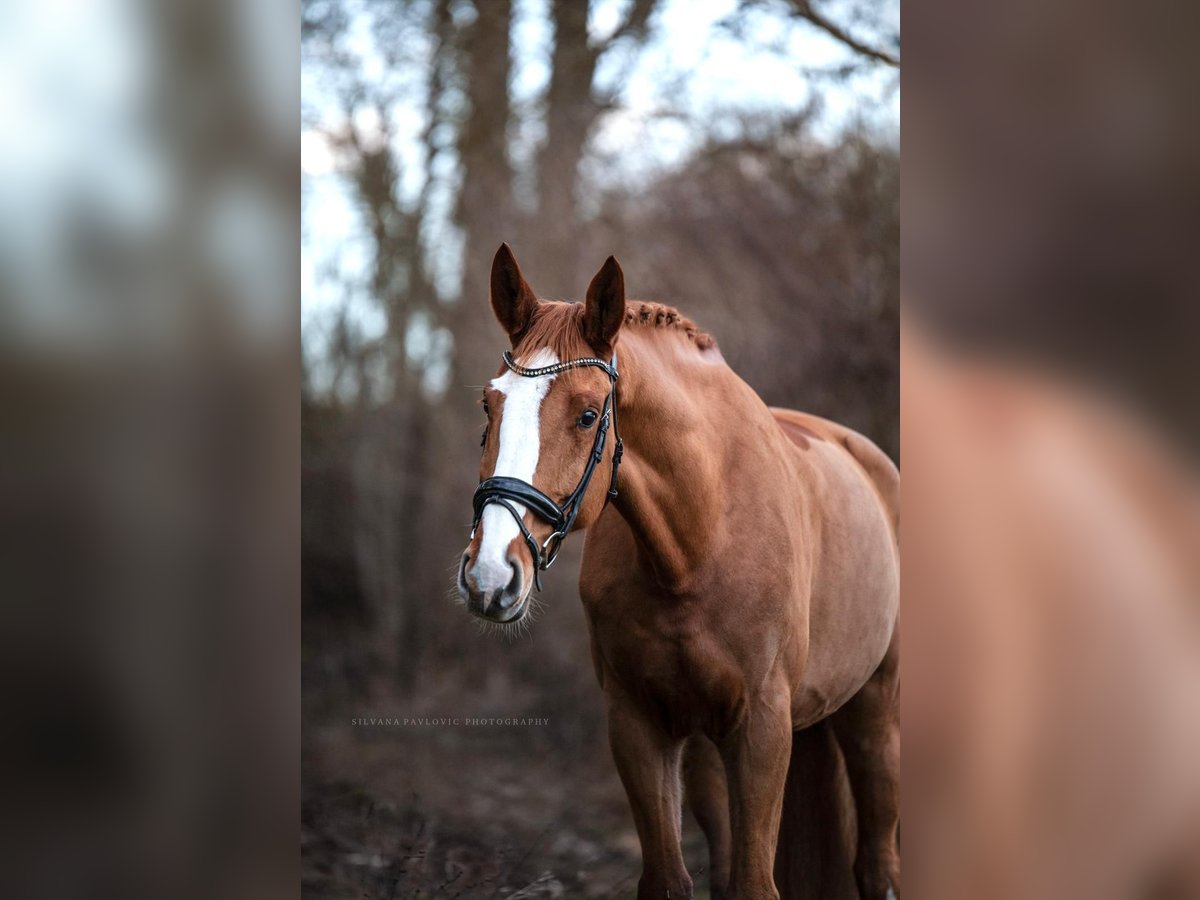 Hannoveriano Caballo castrado 9 años 176 cm Alazán in Bruchsal