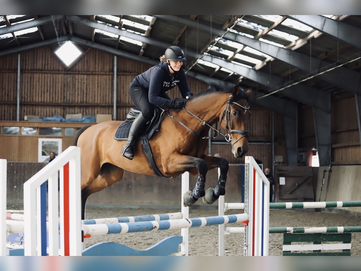 Hannoveriano Caballo castrado 9 años 178 cm Castaño in Fehmarn