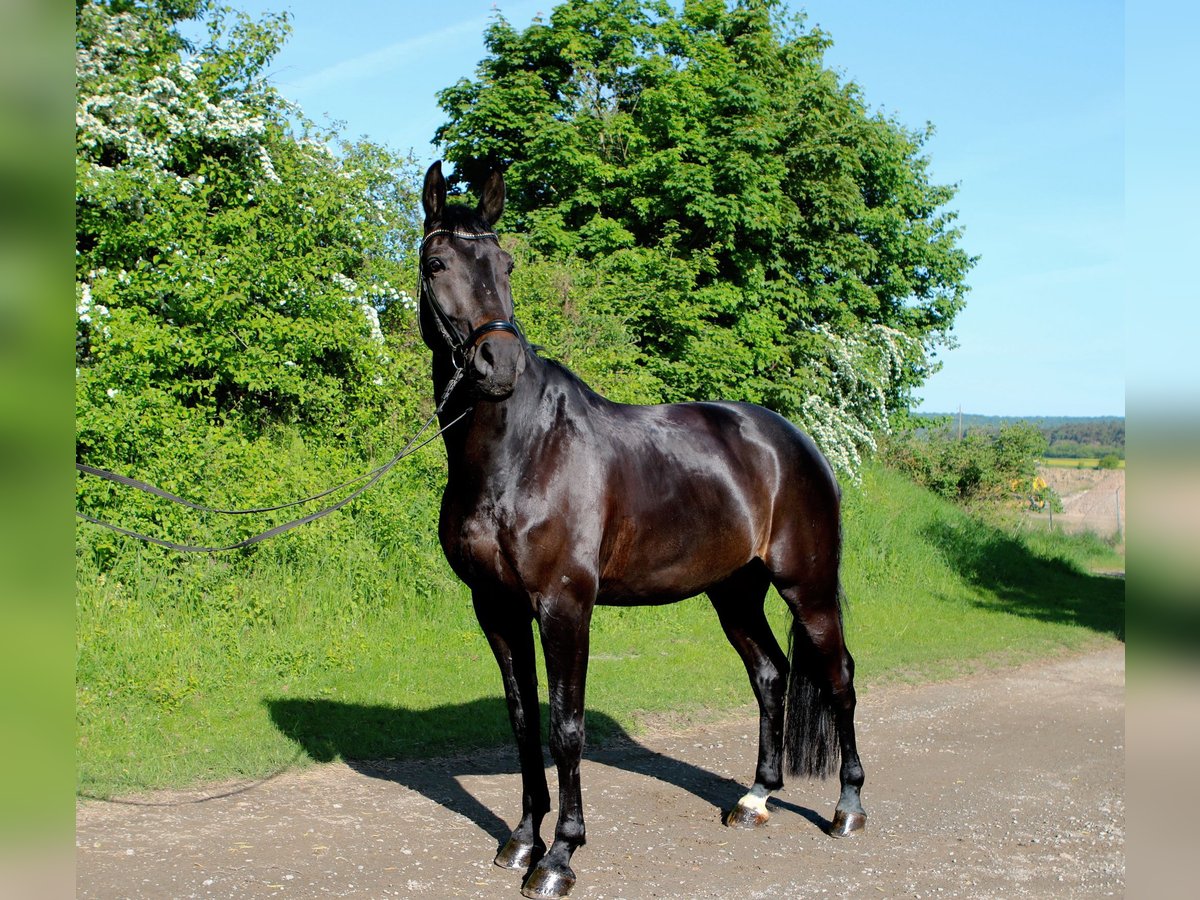 Hannoveriano Caballo castrado 9 años 180 cm Castaño oscuro in K&#xF6;nigslutter am Elm