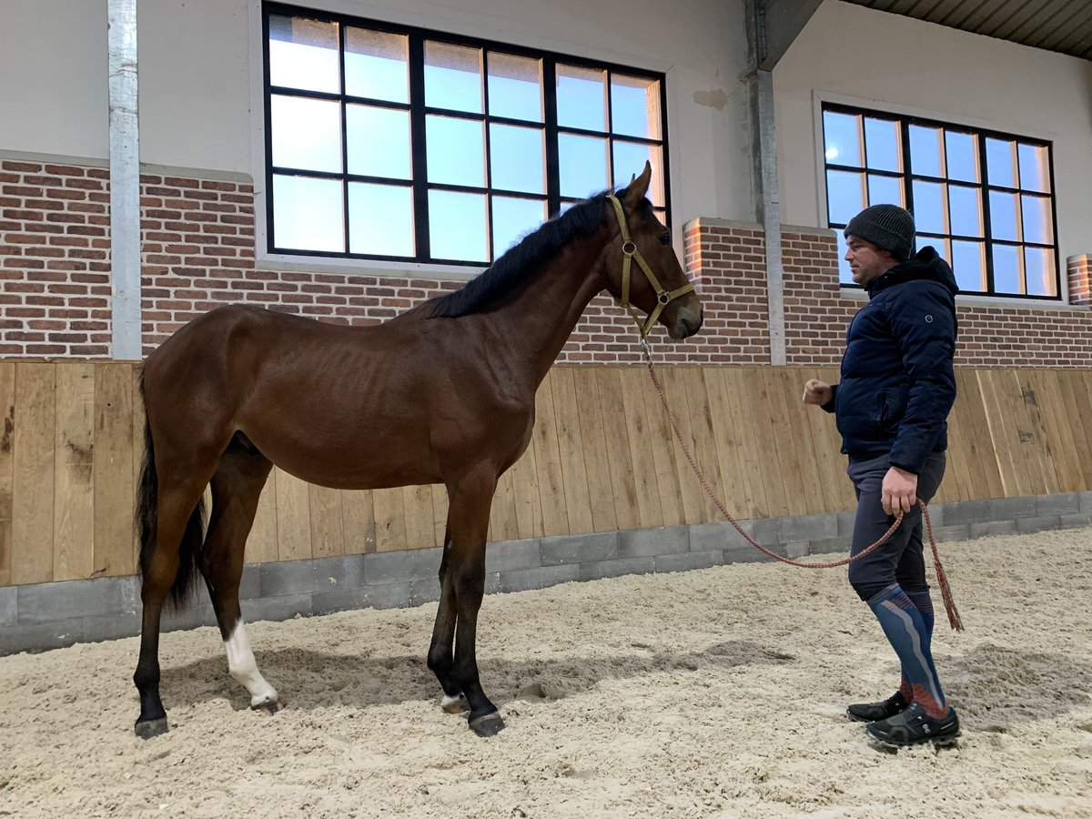 Hannoveriano Semental 1 año 162 cm Castaño in Ayeneux