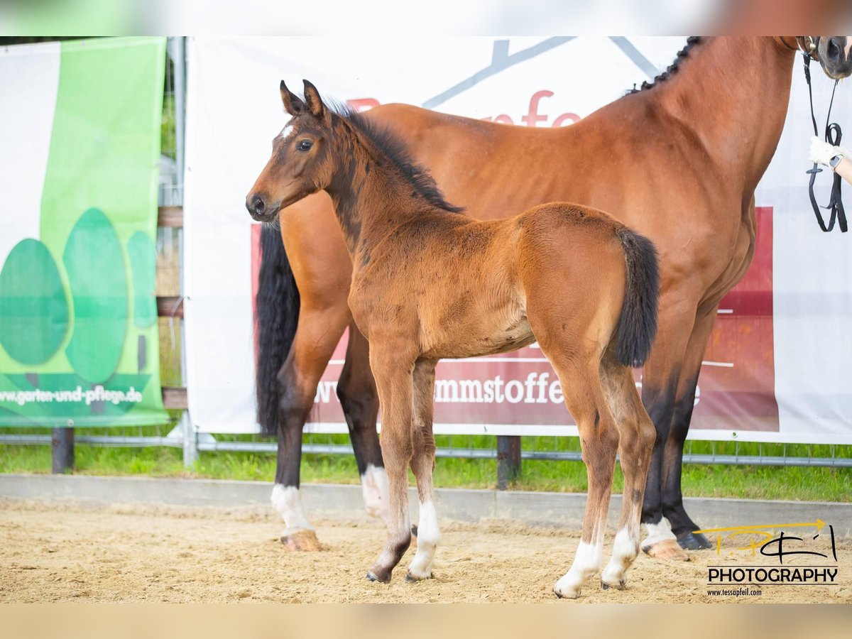 Hannoveriano Semental 1 año 163 cm Castaño in Scheeßel