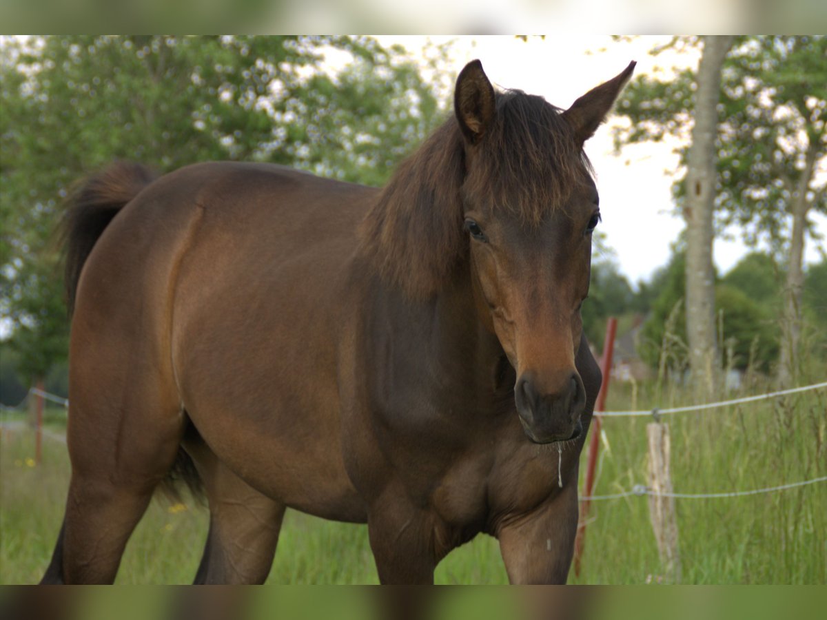 Hannoveriano Semental 1 año 164 cm Castaño oscuro in Leezdorf