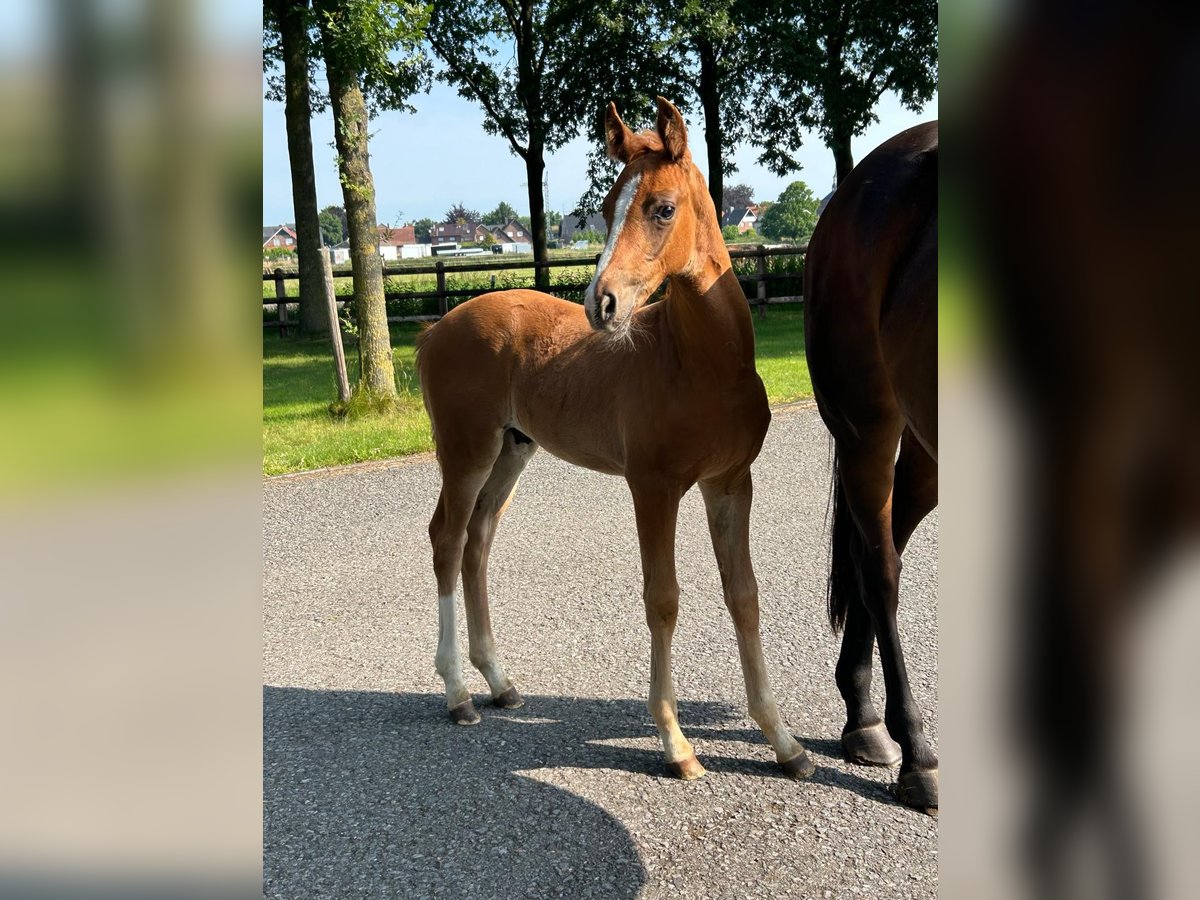 Hannoveriano Semental 1 año 170 cm Alazán in Moers