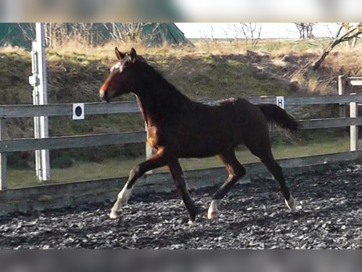 Hannoveriano Semental 1 año 174 cm Castaño in Neu-Eichenberg