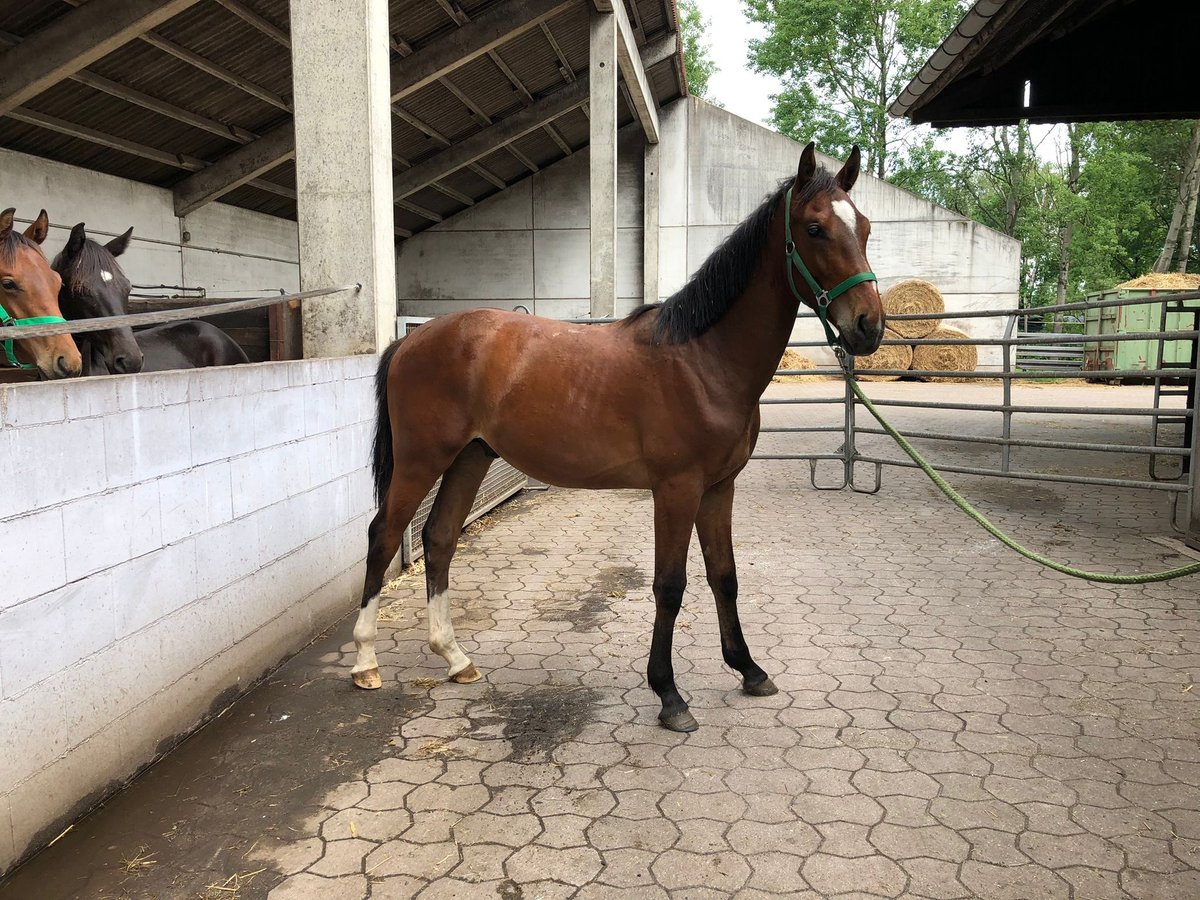 Hannoveriano Semental 1 año Castaño in Langenhagen