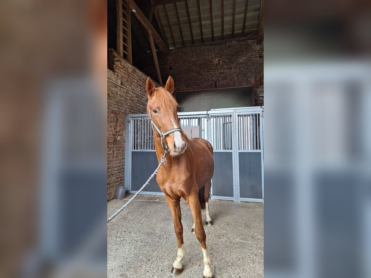 Hannoveriano Semental 2 años 162 cm Alazán in Aldenhoven