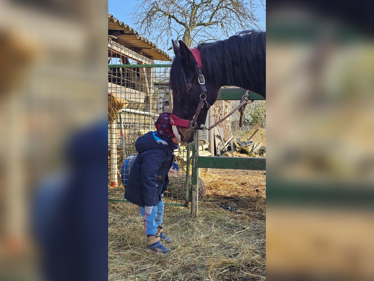 Hannoveriano Semental 2 años 162 cm Morcillo in Rehburg-Loccum