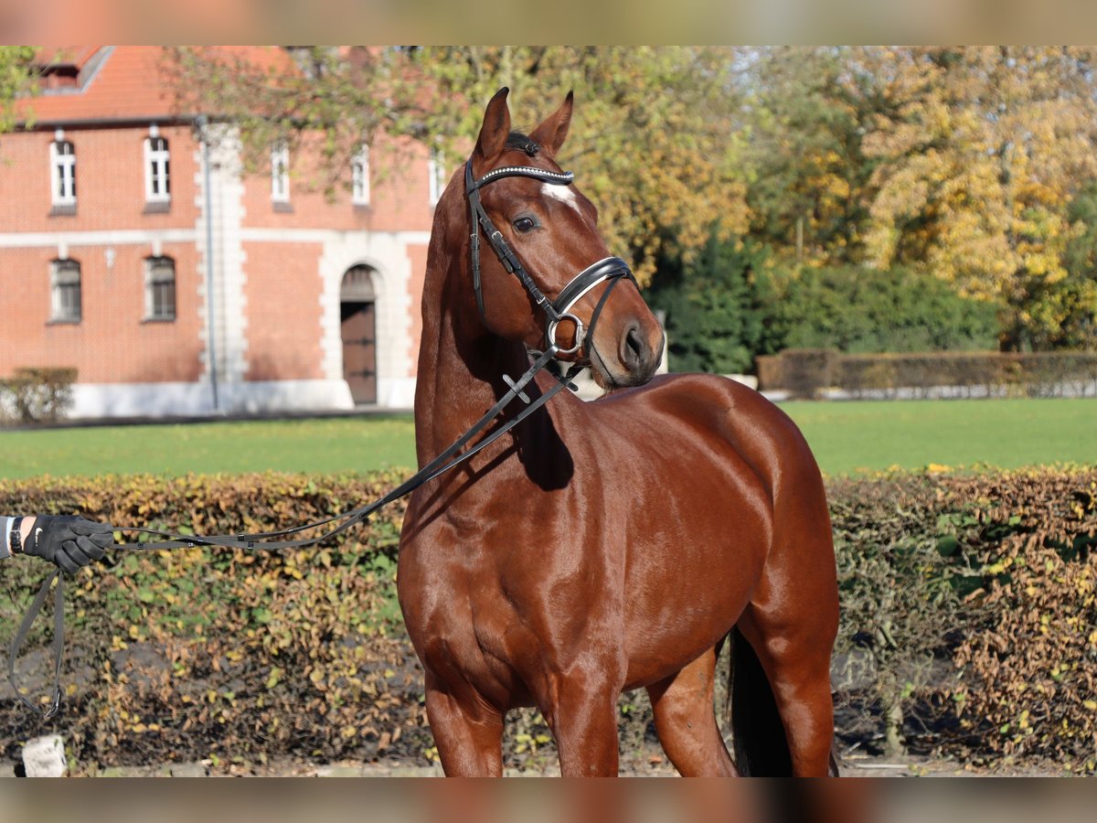 Hannoveriano Semental 2 años 164 cm Castaño in Celle