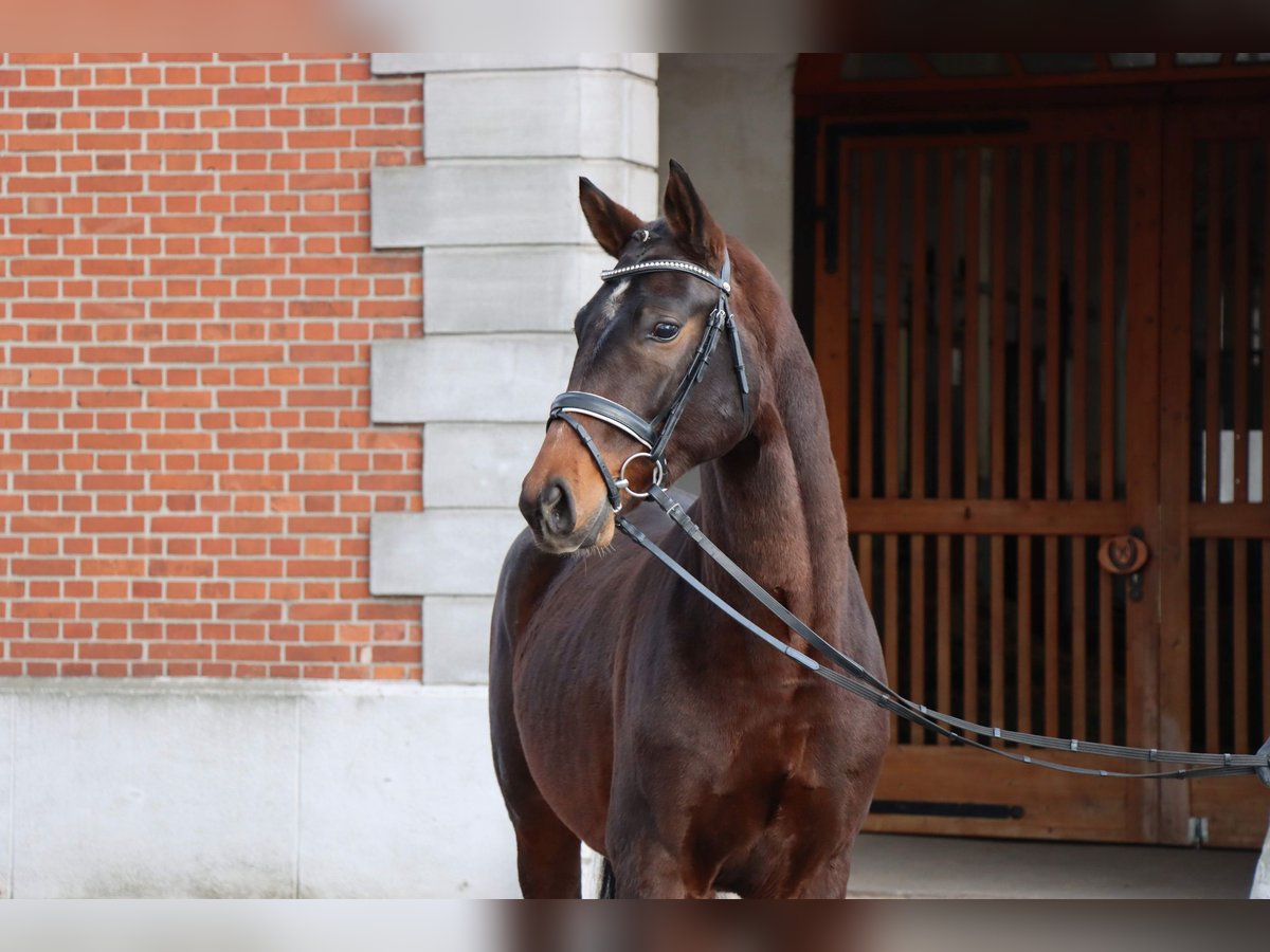 Hannoveriano Semental 2 años 164 cm Castaño oscuro in Celle
