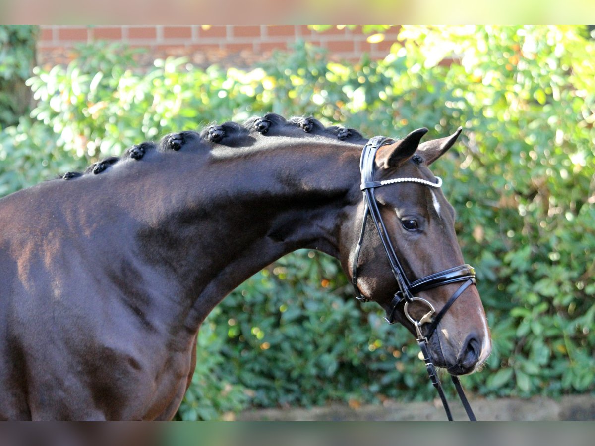 Hannoveriano Semental 2 años 164 cm Morcillo in Kutenholz