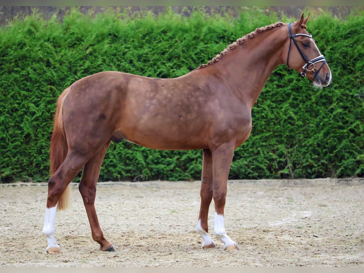 Hannoveriano Semental 2 años 168 cm Alazán in Gersten