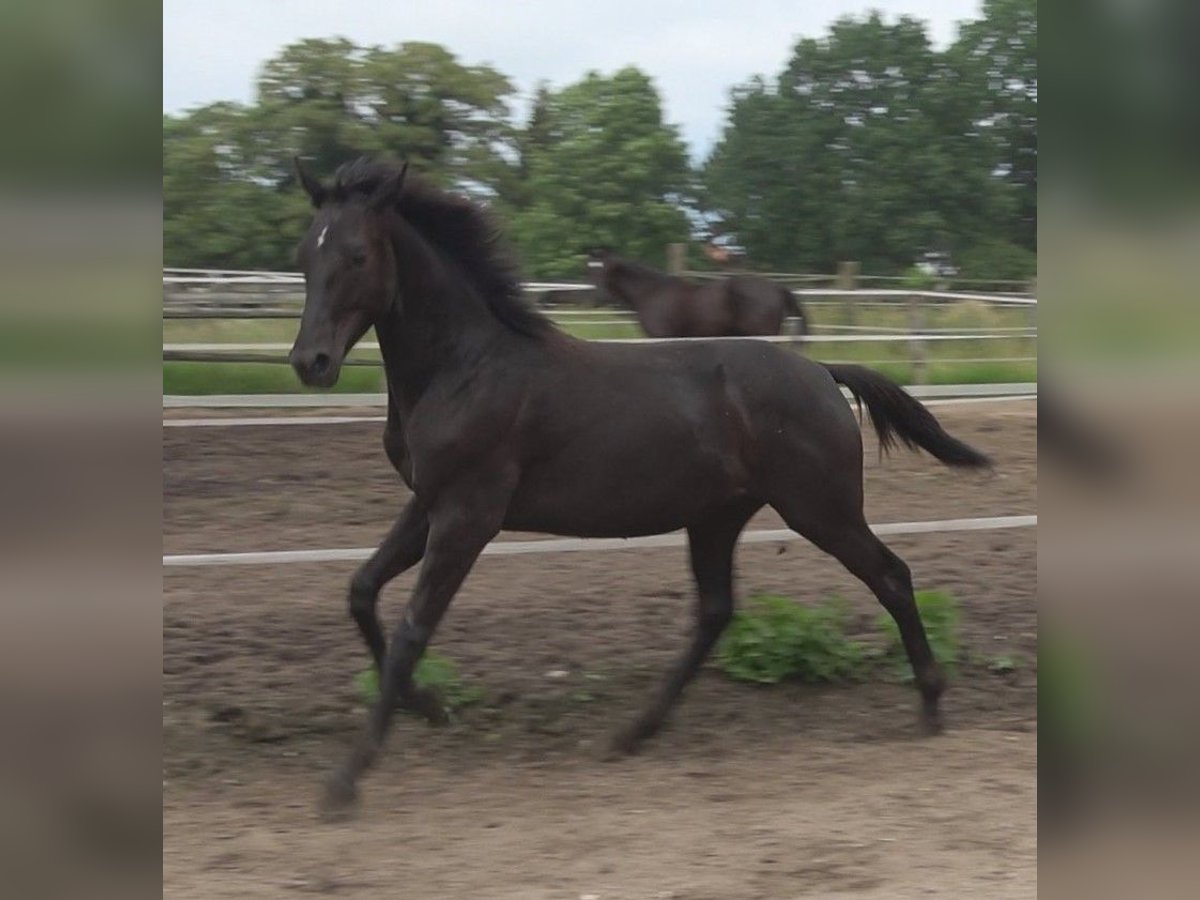 Hannoveriano Semental 2 años 172 cm Negro in Ratekau