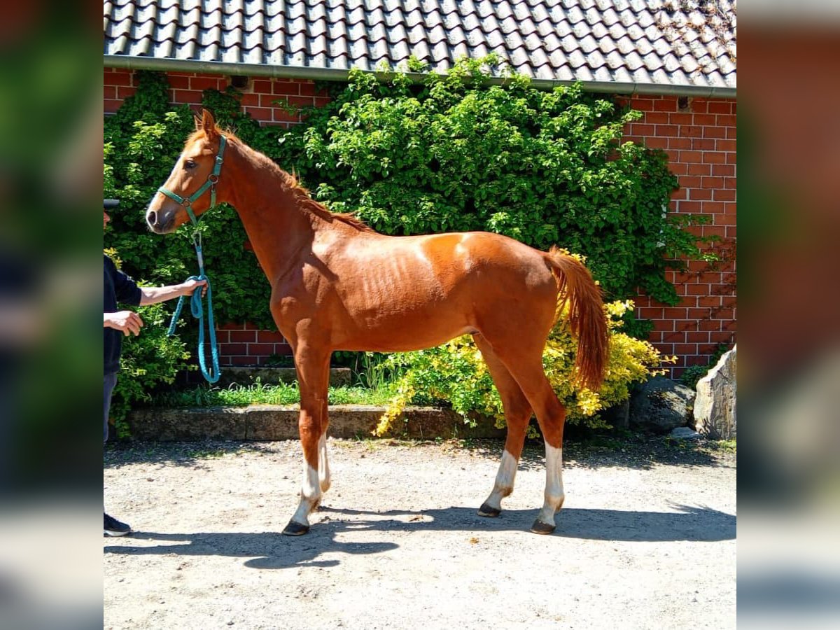 Hannoveriano Semental 2 años Alazán in GROTE BROGEL