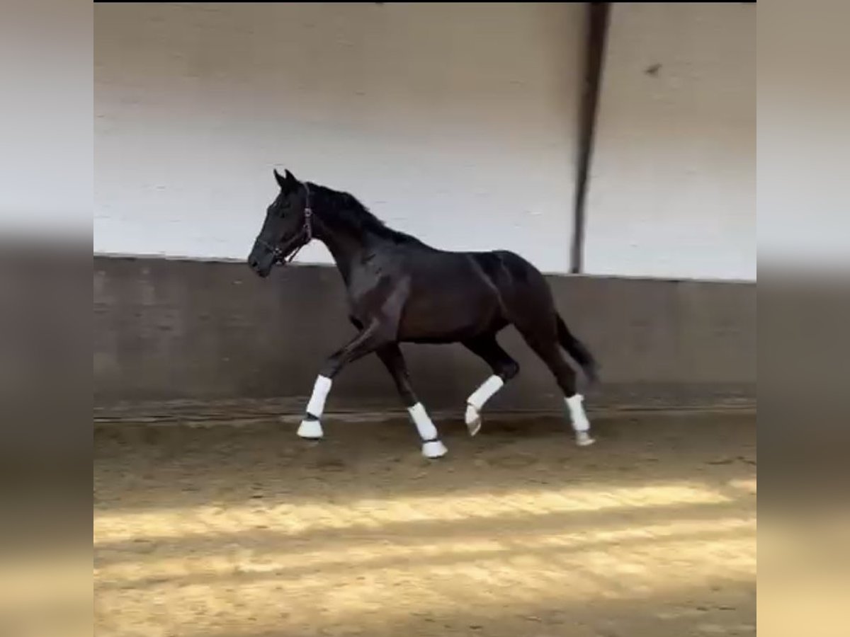 Hannoveriano Semental 2 años Negro in Vechta